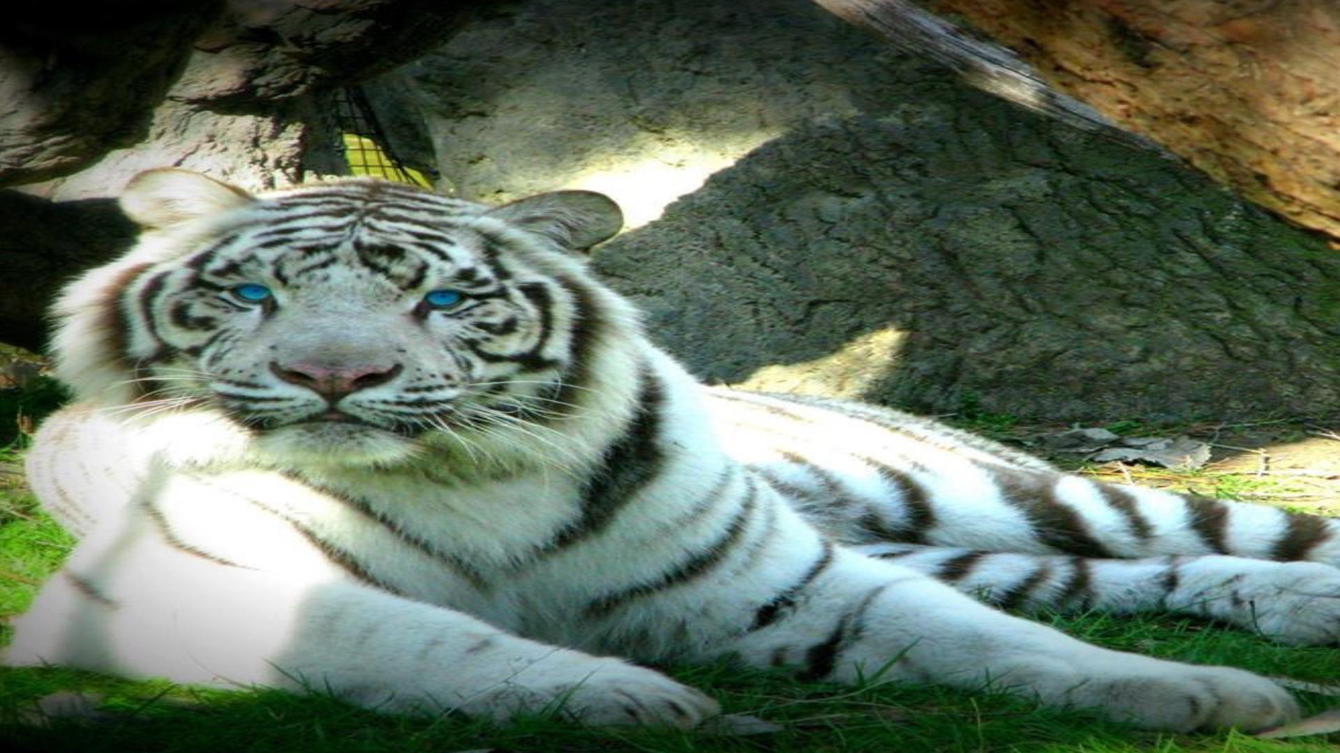 Zoo